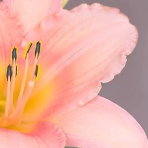 Meet your Posher, Wendy